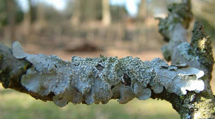 Formation à l’outil « Les lichens et la qualité de l’air »